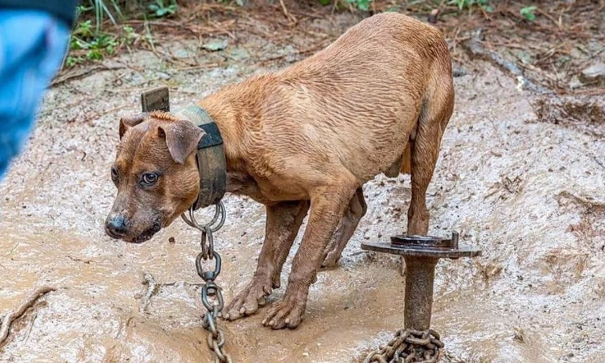 Что делать, если вы стали свидетелем жестокого обращения с животным?