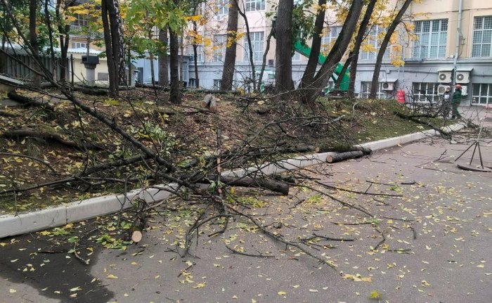 Что делать, если в населённом пункте вырубают деревья?