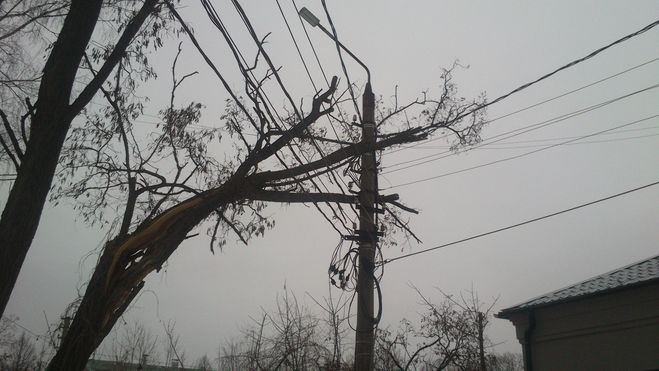 Как удалить опасное дерево во дворе, на улице города