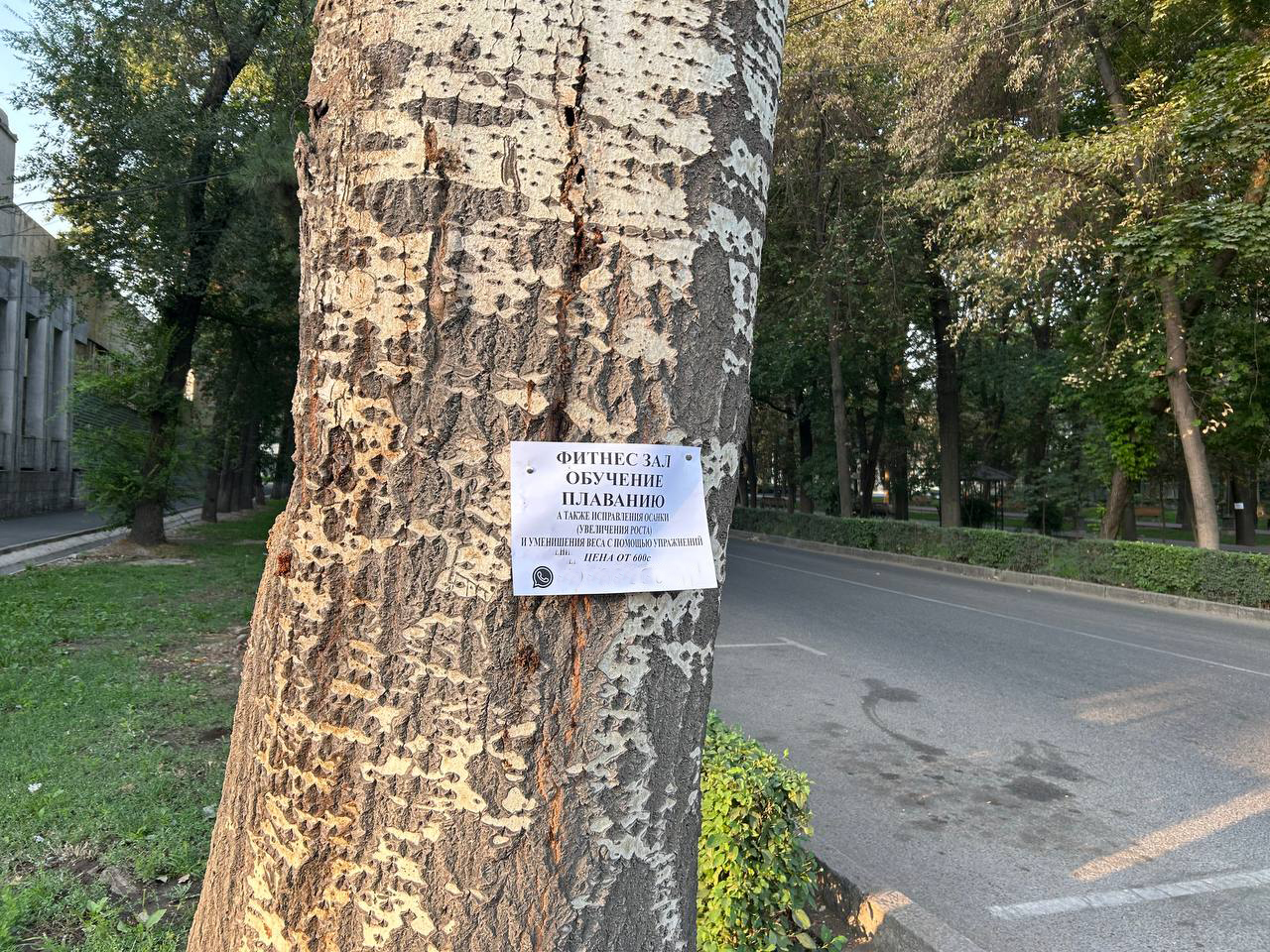 Можно ли клеить листовки на деревья?